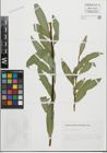 Foto von Salix fragilis L.